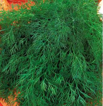 Укроп Мамонт, 10г семян