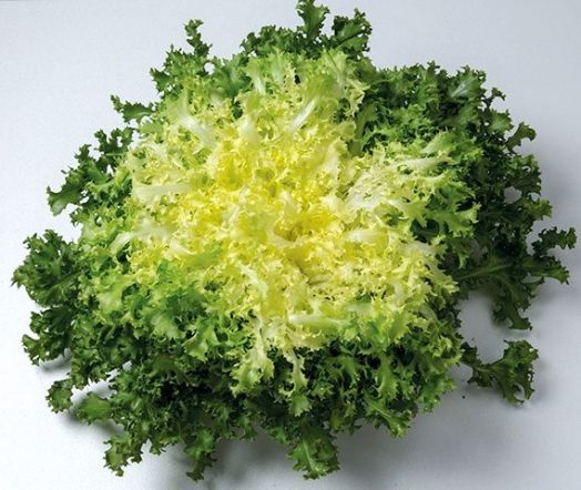 Эндивий кудрявый Кружево, 10г семян