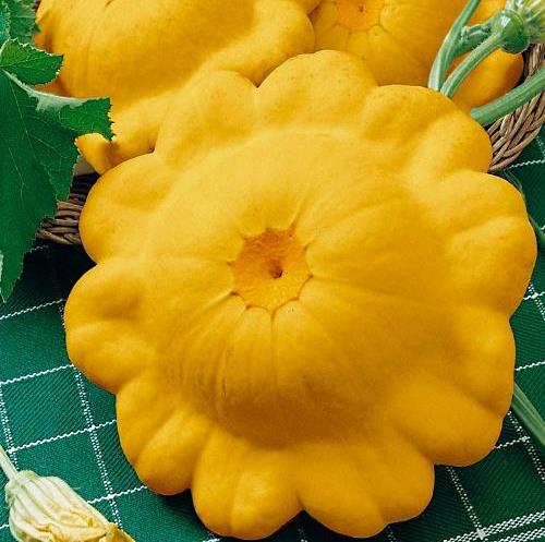 Патиссон Солнышко, 50шт семян