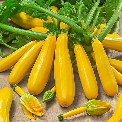 Кабачок Саншайн F1, 50шт семян