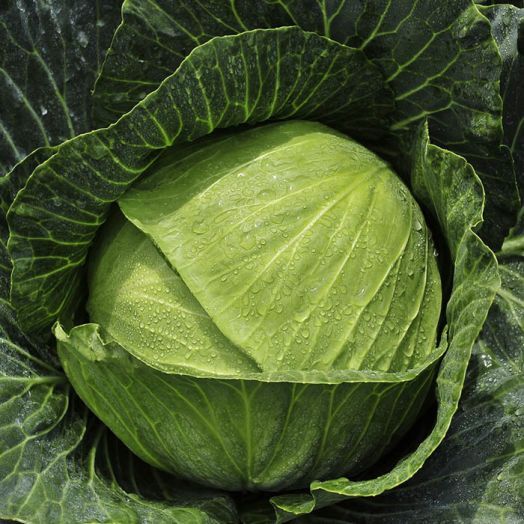 Капуста белокочанная Конкэрор F1, 100шт семян