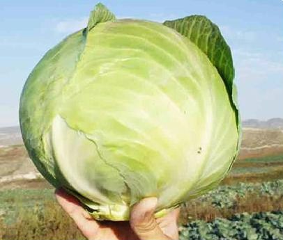 Капуста белокочанная КОРОНЕТ F1, 1.000 семян