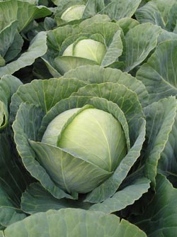 Капуста белокочанная Томас F1, 100шт семян