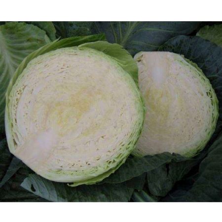 Капуста белокочанная Циклоп F1, 100шт семян