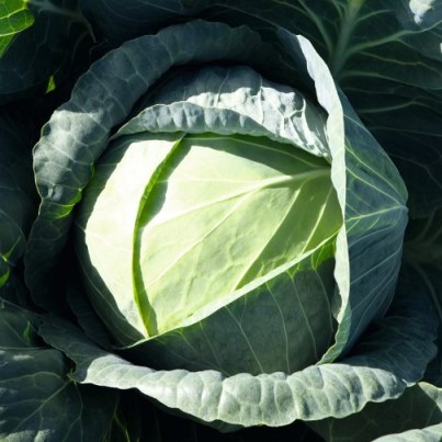 Капуста белокочанная Пассат F1, 100шт семян