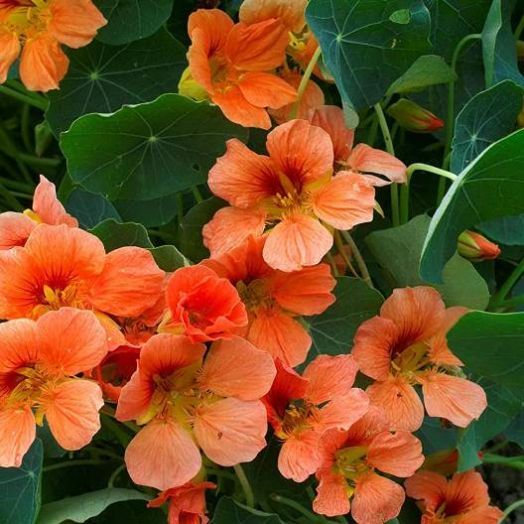 Настурция (Tropaeolum nanum) Vesuvius, 25г семян