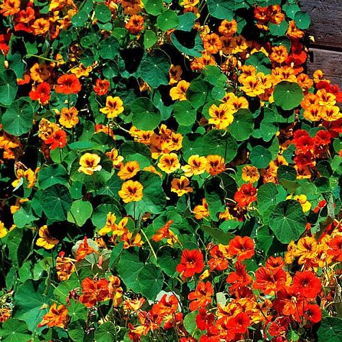 Настурция (Tropaeolum majus) Gleam hybrids Mixed, 25г семян