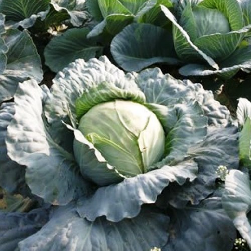 Капуста белокочанная Московская поздняя 15, 5г семян