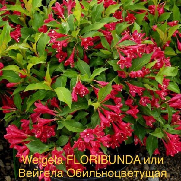 Weigela FLORIBUNDA или Вейгела Обильноцветущая