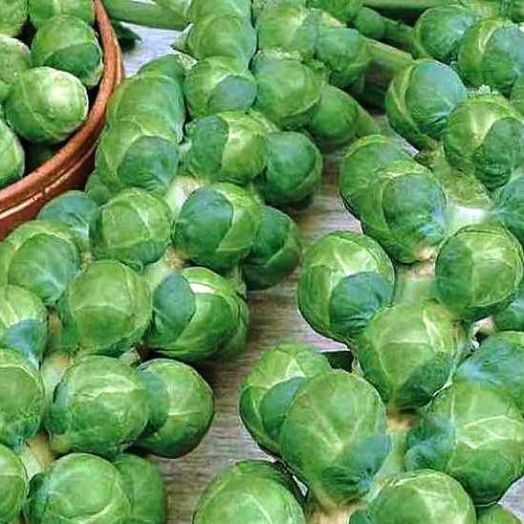 Капуста брюссельская Розелла, 1г семян
