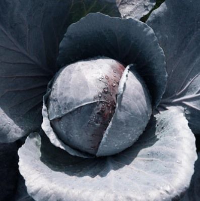 Капуста краснокочанная Примеро F1, 50шт семян