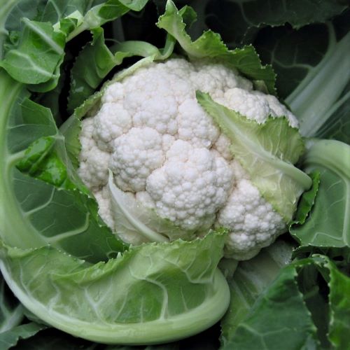 Капуста цветная Балбоа F1, 100шт семян