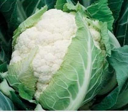 Капуста цветная Брюс F1, 100шт семян
