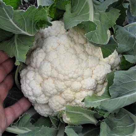 Капуста цветная Гудман, 100шт семян