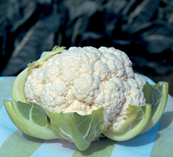 Капуста цветная Фламенко F1, 100шт семян