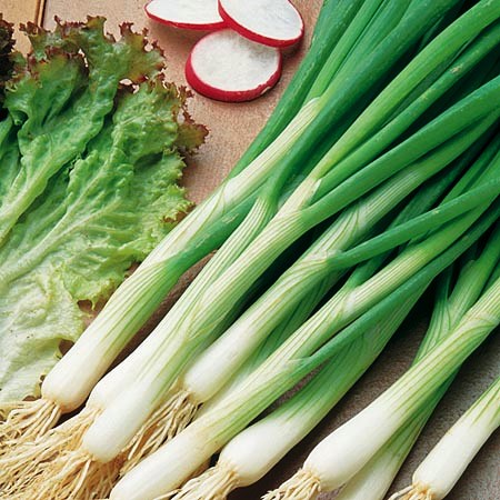 Лук на перо Байя Верде, 1г семян