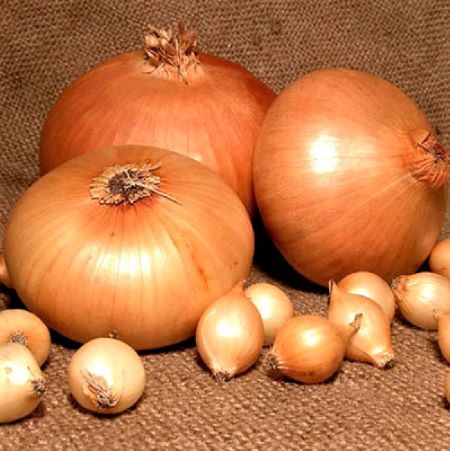 Лук репчатый Штуттгартер Ризен, 5г семян