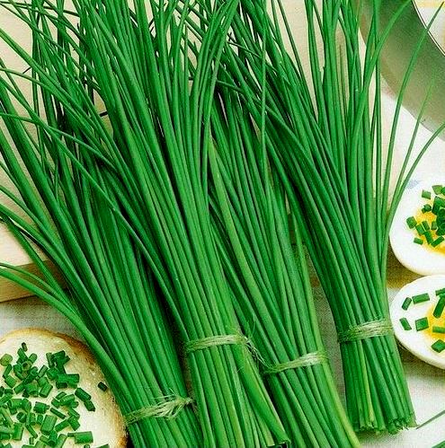 Шнитт-лук Богемия, 1г семян