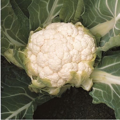 Капуста цветная Скайвокер F1, 100шт семян