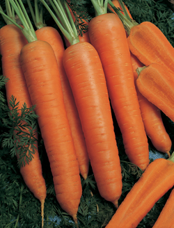 Морковь Наполи F1, 1г семян