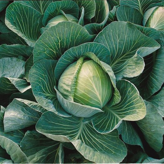 Капуста белокочанная Харрикейн F1, 100шт семян