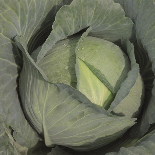 Капуста белокочанная Тайфун F1, 100шт семян