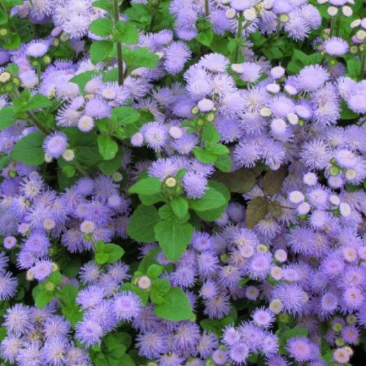 Агератум мексиканский (Ageratum mexicanum) Blue Ball, 1г семян