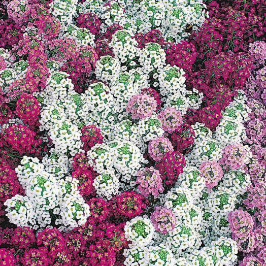 Алиссум морской (Lobularia maritima) Clear Crystal Mix, 100 мультидраже