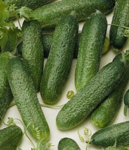 Огурец партенокарпический Алекс F1, 50шт семян