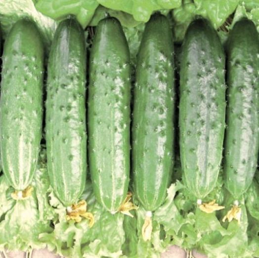 Огурец партенокарпический Апрельский F1, 50шт семян