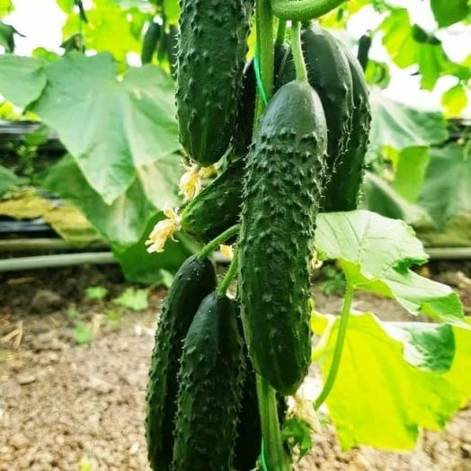 Огурец партенокарпический Габри F1, 50шт семян