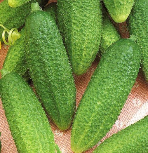 Огурец партенокарпический Гинга F1, 50шт семян