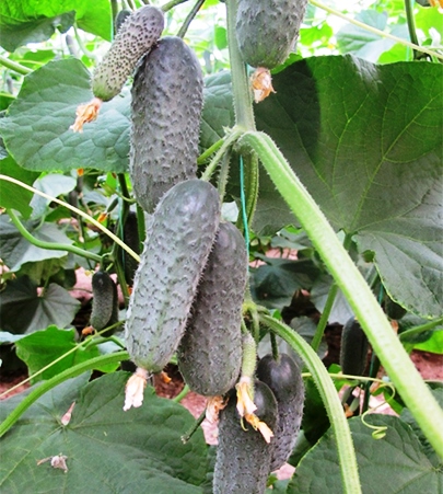 Огурец партенокарпический Директор F1, 50шт семян