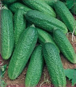 Огурец партенокарпический Клавдия F1, 50шт семян