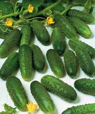 Огурец партенокарпический Маринда F1, 50шт семян