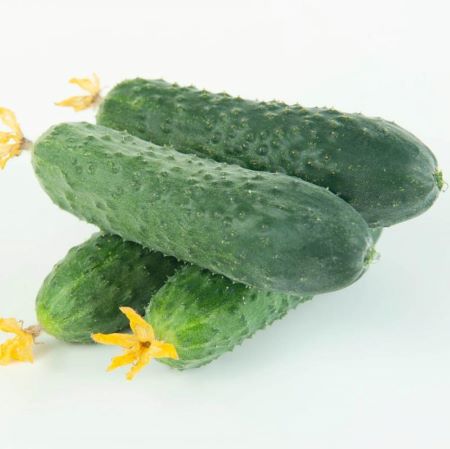 Огурец ПЛАТОВ F1, 250 семян