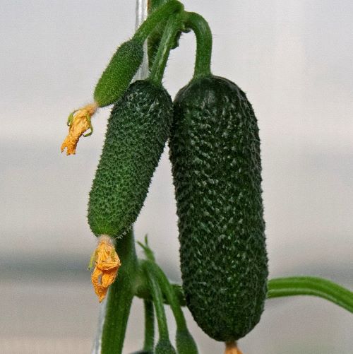 Огурец ПЛАТОН F1, 250 семян