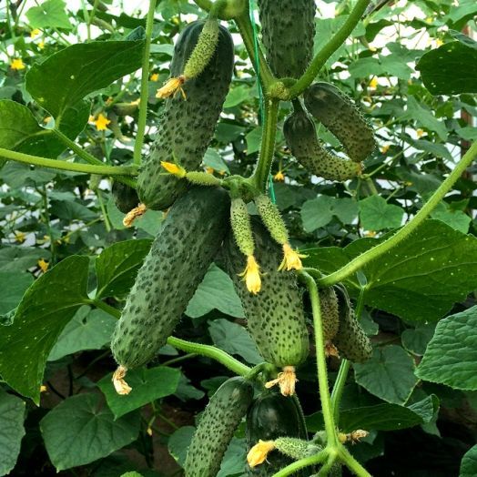 Огурец партенокарпический Ратник F1, 50шт семян