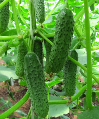 Огурец СВ 4097 F1, 250 семян