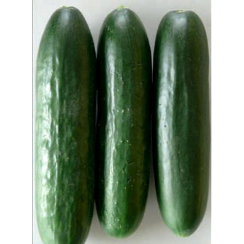 Огурец партенокарпический Султан F1, 50шт семян