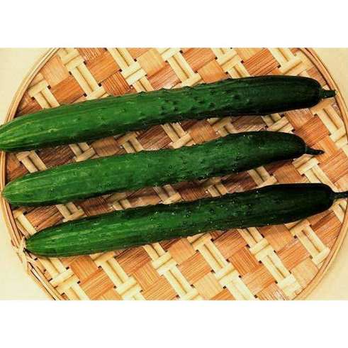 Огурец партенокарпический Тести Грин F1, 50шт семян