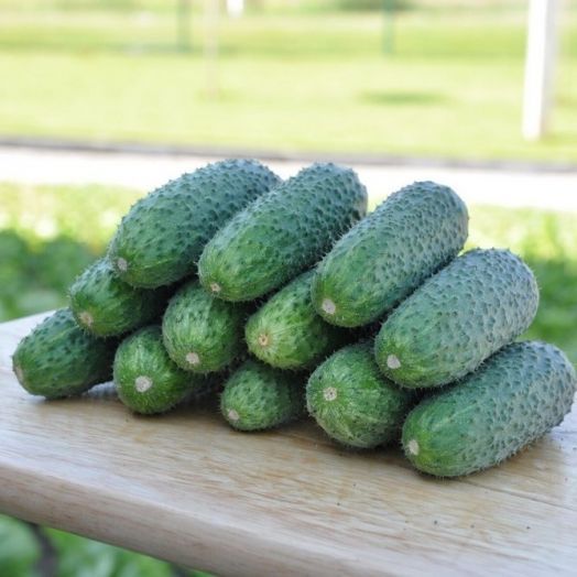 Огурец партенокарпический Чайковский F1, 50шт семян