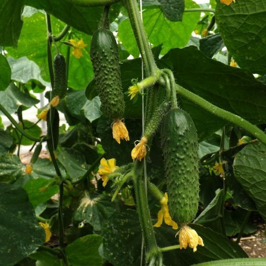 Огурец партенокарпический Штандарт F1, 50шт семян