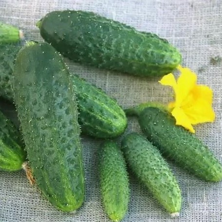 Огурец партенокарпический Щедрик F1, 50шт семян