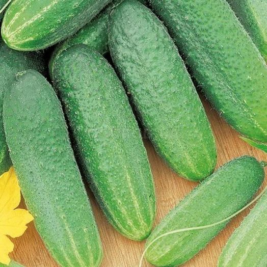 Огурец пчёлоопыляемый Вязниковский, 50шт семян