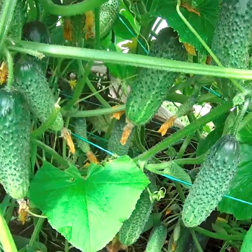 Огурец пчёлоопыляемый Скорпион F1, 50шт семян