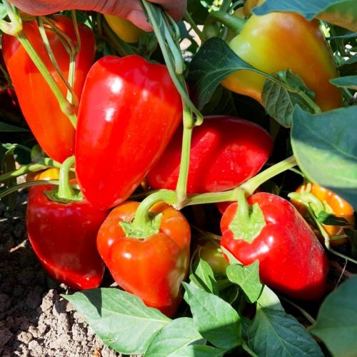 Перец сладкий Бэст F1, 50шт семян