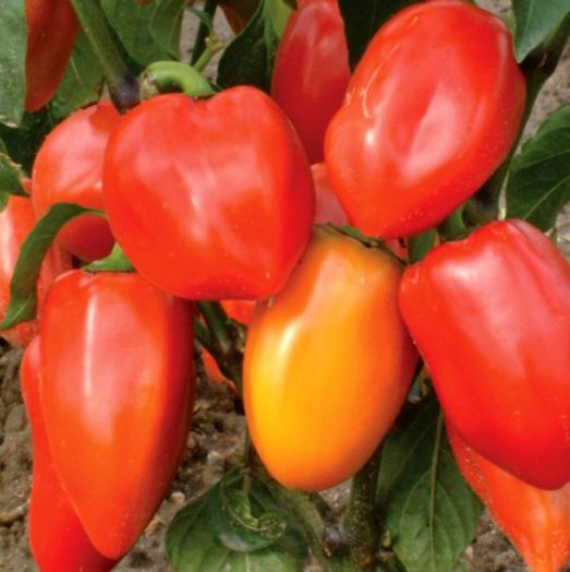 Перец сладкий Винни-Пух, 50шт семян