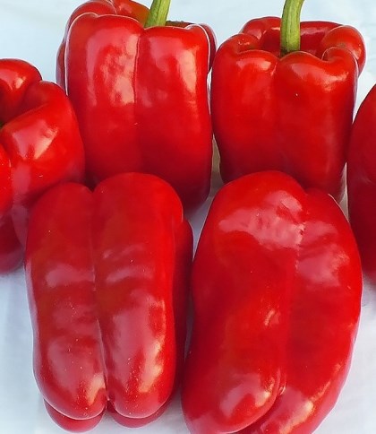 Перец сладкий Ожаровска, 50шт семян