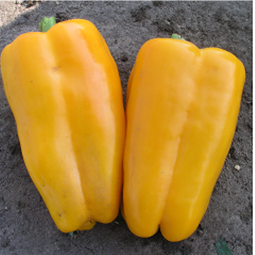 Перец сладкий Пируэт F1, 50шт семян